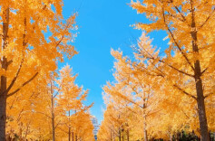 “北平之秋便是人间天堂” 收好这份北京赏秋地图