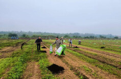 江南镇：秋播正当时 蔬菜种植忙