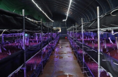 江华沱江镇：小小食用菌撑开富民大伞  优化农业营商环境