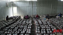 江华瑶族自治县涛圩镇：打造食用菌产业园  助力乡村振兴