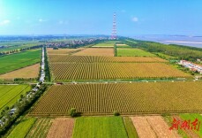 江南镇：长江岸线景如画 稻香鱼肥产业兴