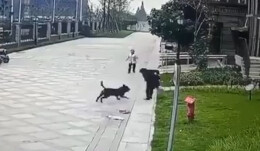 宠物伤人频现 如何预防孩子被狗咬伤