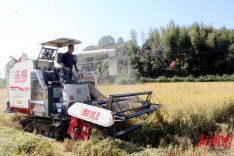 岳阳经开区：秋收正酣 颗粒归仓