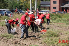 “薯”你最红，志愿者助力小水村红薯出山