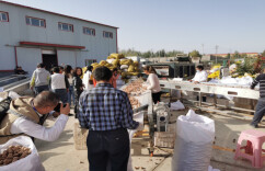 新疆泽普：打造“金凤泽普”区域品牌 助推优质农产品走向世界