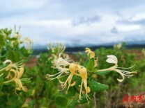 一岭忍冬的温柔