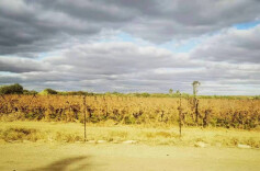 在阿平顿为长沙骄傲