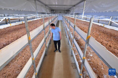 “5G智慧小菇房”助推乡村产业振兴