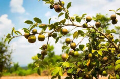 衡山县：“小而精”特色油茶产业发展为乡村振兴注入“活水”