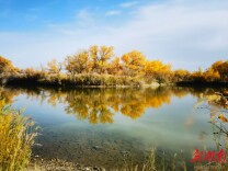 金秋胡杨 婀娜多姿