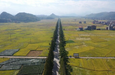 江华涛圩镇：“抢收抢烘抢晒”晚稻，优化农业领域营商环境