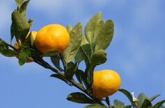 江华桥市乡猴山村：百亩南丰蜜橘丰收在望