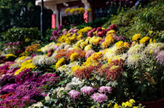 岳麓山菊花亮相第十四届中国菊花展览会