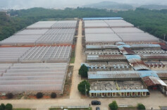 江华白芒营镇：烤烟房变烤谷房 解决晒谷难问题  全面优化营商环境