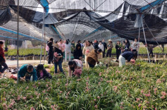 江华沱江镇山寨村：共绘乡村振兴“廉底色”，营商环境强优化