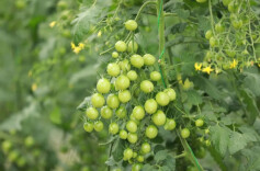 汉寿：打造蔬菜主题公园 对接乡村振兴战略