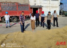 君山区完成地方储备粮收购 农民增收近30万元