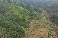 江华码市镇：金秋砂糖橘喜获丰收 村民冒雨采摘心头甜 持续优化营商环境