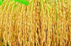 杂交水稻供种量占全国1/3以上 湖南加快打造种业创新高地