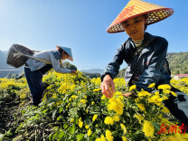 桃源观音寺镇：富硒皇菊竞相绽放