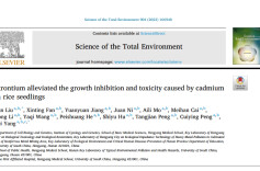 南华大学发现锶缓解镉毒害水稻的效应及其分子机制