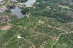 江华大圩镇良缘村：金秋砂糖橘结“富果”，喜迎优化营商环境新成果