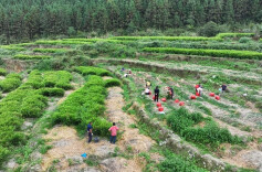江华码市镇黄石村：抛荒地种上小黄姜产业增产又增收，优化营商环境