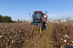 临湘市黄盖镇480亩棉田喜迎丰收 机械化率达80%
