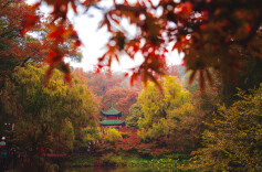 枫华麓山·潮漾湘声——第十七届岳麓山红枫节开幕