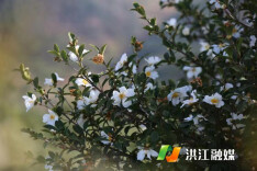 油茶花开——推动洪江林业经济高质量发展