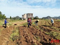 新田：志愿助农 “薯”你最红