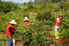 岳阳市云溪区：油茶绿生“金” 产业加满“油”