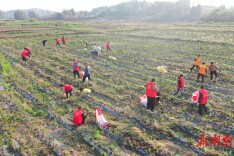新田：80亩香芋滞销 “两新”党员来助力