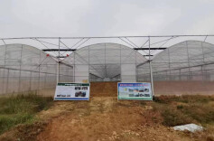 桃林镇：构建菌菇基地建设  助力乡村振兴