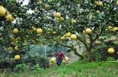 “柚”是一年丰收时  “金果”托起致富梦