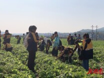 新田：亲近自然景物 体验绿色生活