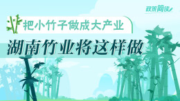 政策简读丨把小竹子做成大产业 湖南竹业将这样做