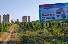 葛根小产业  全力助推乡村振兴