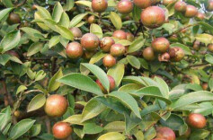 故园冬日油茶香