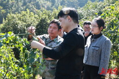 创业通道 服务周到 | 覃歇民调研中药材产业发展情况时强调：奋力开创通道中药材产业高质量发展新局面