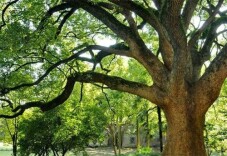 燕知堂里是诩祖