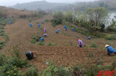 热火朝天！黄阳司冬种忙！