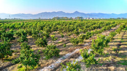 桃川镇：特色产业奏新曲 文明新风植阡陌