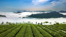 桑植白茶飘香  乡村振兴歌起