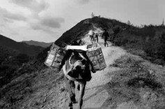 左宗棠经营“湖茶”大手笔