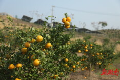 新田：敢叫荒山变“金山”   政协委员勇担当