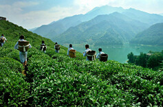 山货“乘云”拓富路 安化打造“直播大县”赋能乡村振兴