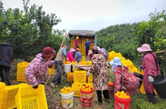 江华桥市乡镇忠营村：“金”果飘香采收忙