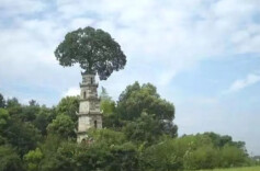 茶亭惜字塔 树塔共存奇观