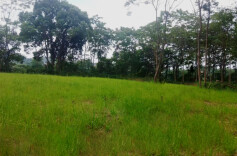 湖南省河湖管理典型案例丨夫夷河邵阳县金称市镇段柳山沙洲违法违规建房整治案